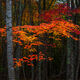 Acadia Orange