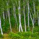 Acadia Green