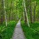 Forest Walk