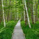 Summer Walk