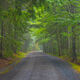 The Carriage Road