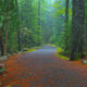 Through The Pines