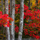 Acadia Red