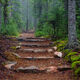 Walk In The Woods
