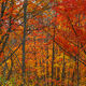 Minnesota Red