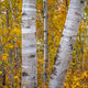 Birch Fall