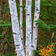Touch of Fall