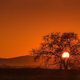 Tree On Fire