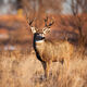 Winter Buck