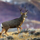 Heading Uphill