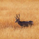 On Golden Field