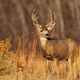 Golden Buck