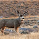 Beautiful Buck