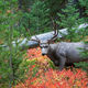 Tree Buck
