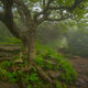 Craggy Gardens Fog