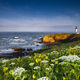 Yaquina Springtime