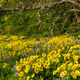 Flower Tree