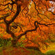 The Maple Tree