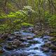 Tremont Spring