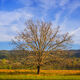 Cove Tree