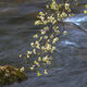 River Dogwoods