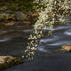 Spring Dogwoods