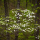Forest Dogwoods