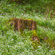 White Spring