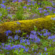 Color In The Smokies