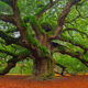 Angel Oak