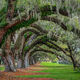 Oak Tunnel