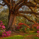 Spring Oak