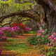 Azalea Splendor