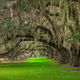 Endless Oaks