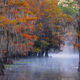 Swamp Fog