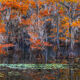 Swamp Mysteries