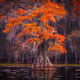 Early Morning Cypress