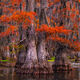 Caddo Color