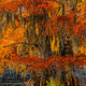 Sunny Cypress