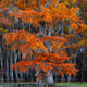 Caddo Lake Fall Color