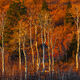 Morning Warmth