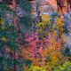 Canyon Surprise