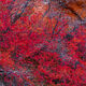 Zion Red