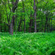 Green Expanse