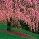 Pink Splendor