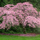 Pretty In Pink