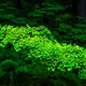 The Kermit Tree