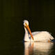 Pelican Reflection
