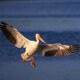 Gear Down