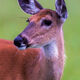Gentle Doe